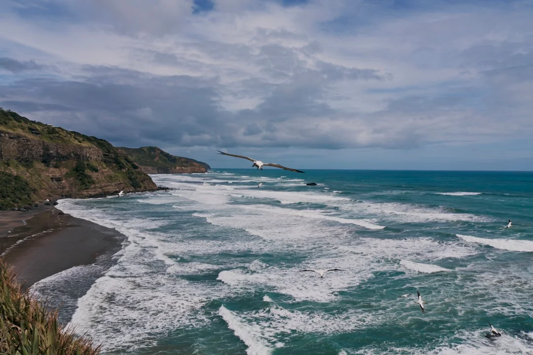 Seagull flies over rocky New Zealand coastline with crashing waves