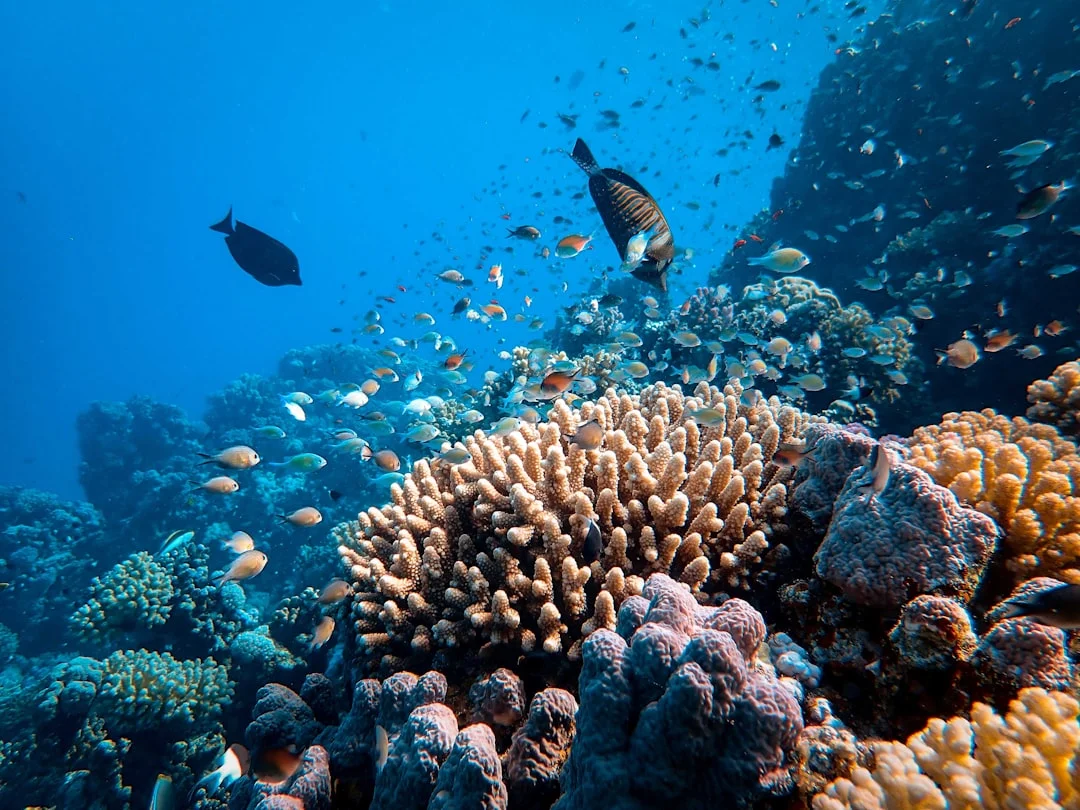 Boom area close-up showing reef tack secured and clew reef line properly tensioned